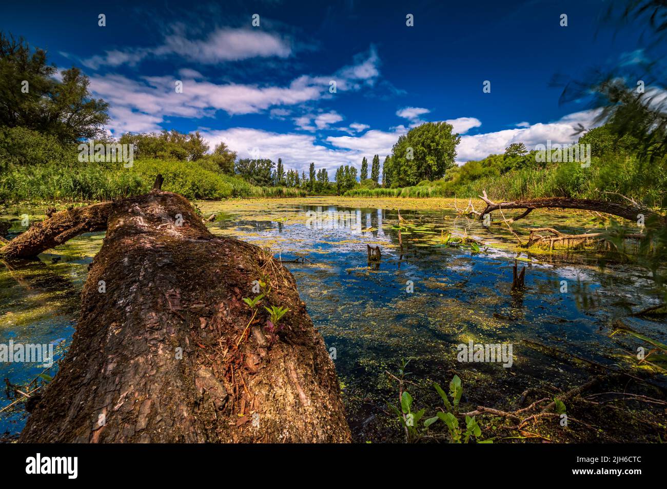 Langzeitbelichtung eines kleinen Sees mit umgestürzten Bäumen und Wasserpflanzen unter blauem Himmel und wenigen Wolken, Laatzen, Niedersachsen, Deutschland Stockfoto