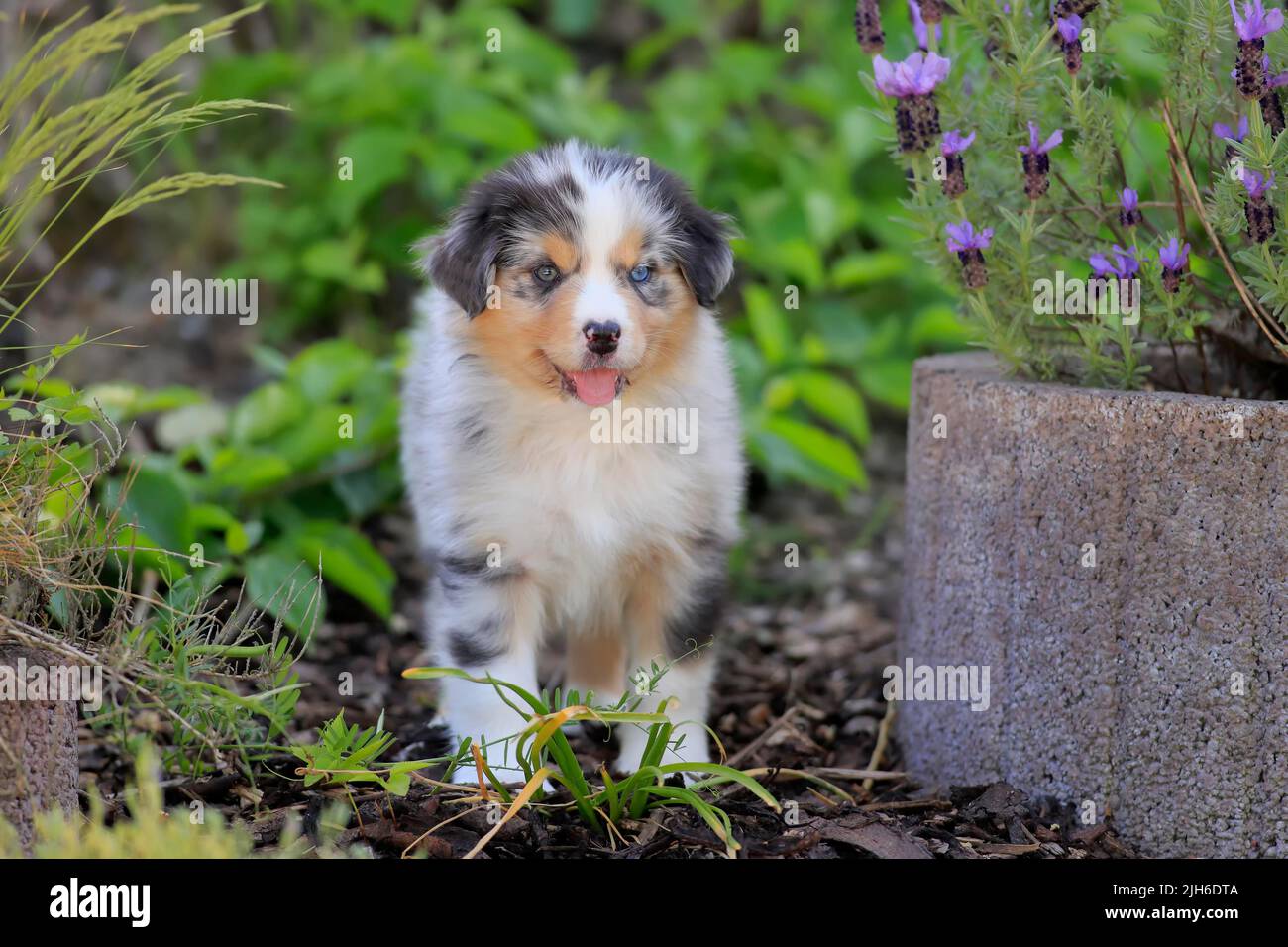 Australian Shepherd Haushund (Canis lupus familiaris), Welpe in der Natur, Rheinland-Pfalz, Deutschland Stockfoto