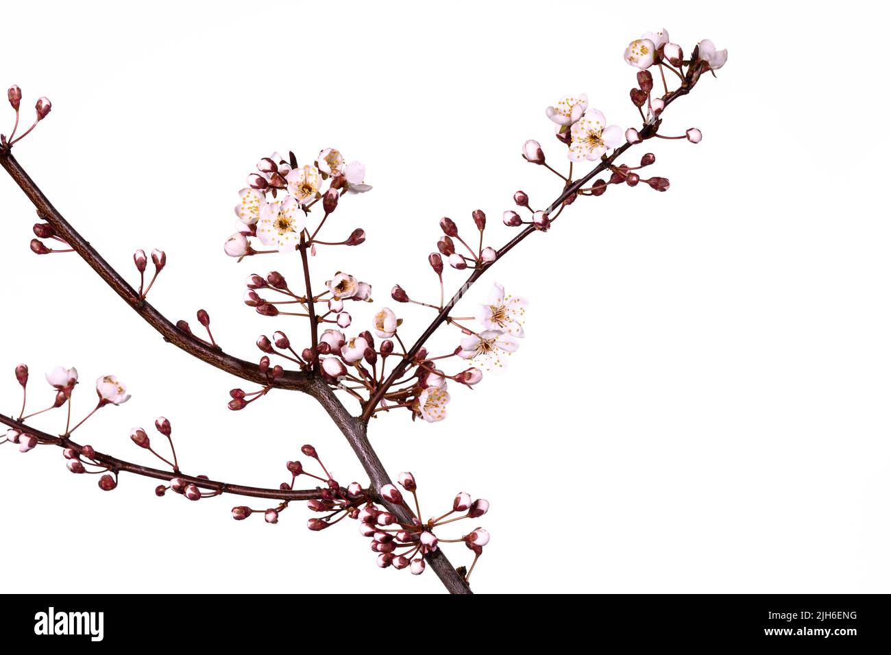 Blutpflaume, Myrobolan (Prunus cerasifera), beschnitten, weißer Hintergrund, Studioaufnahme Stockfoto