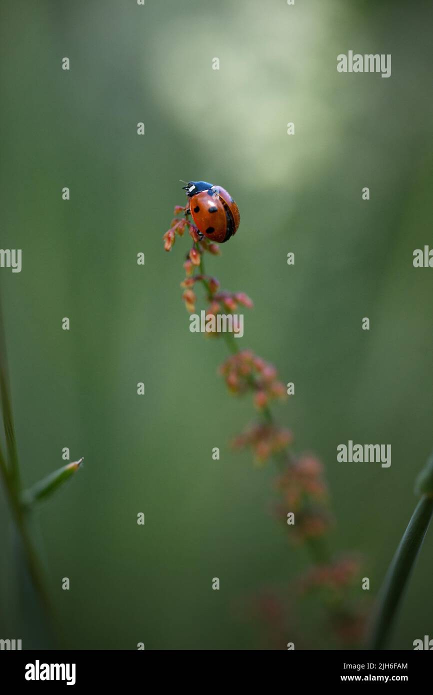 Marienkäfer im Gras, schwache Schärfentiefe Stockfoto