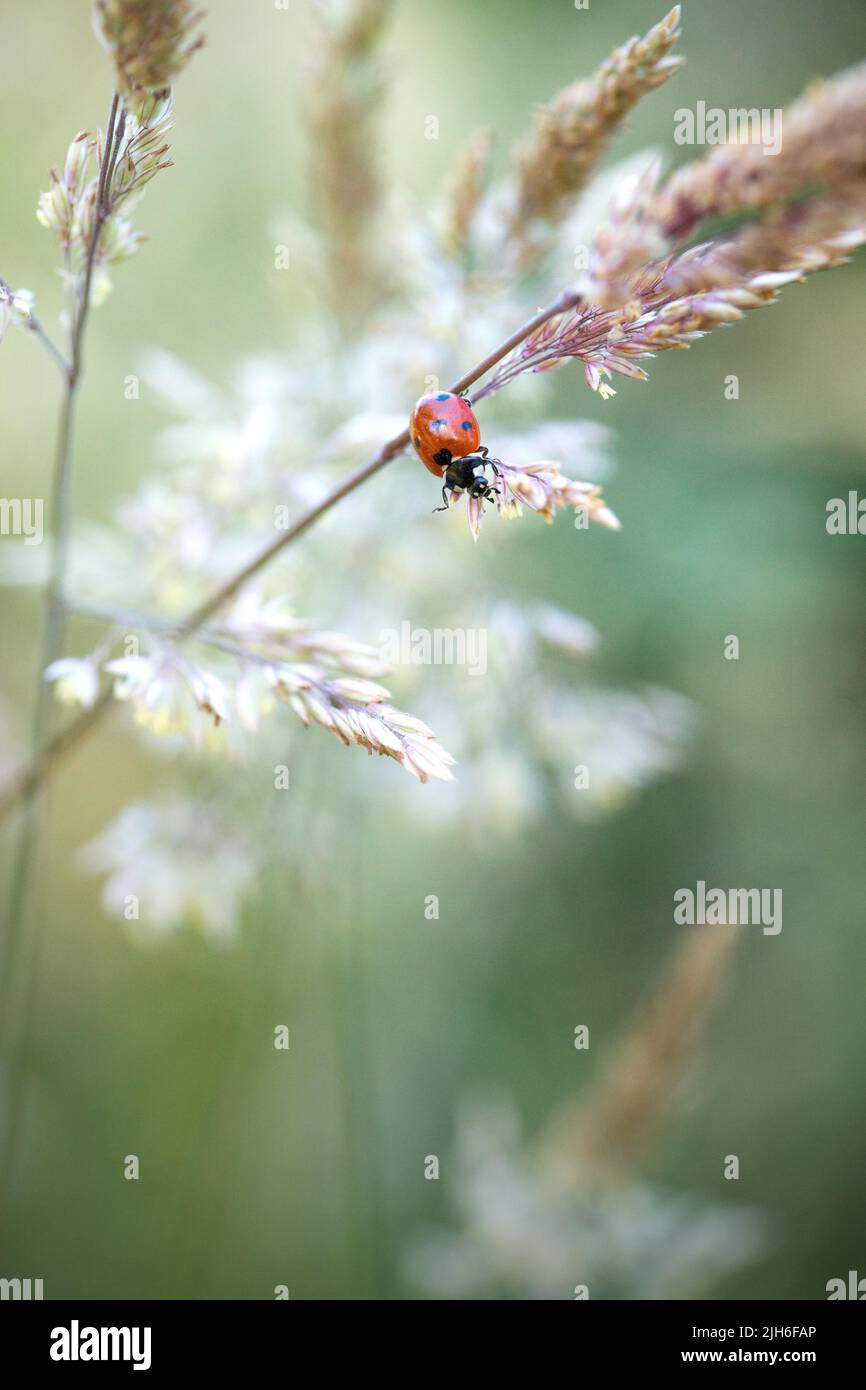 Marienkäfer im Gras, schwache Schärfentiefe Stockfoto