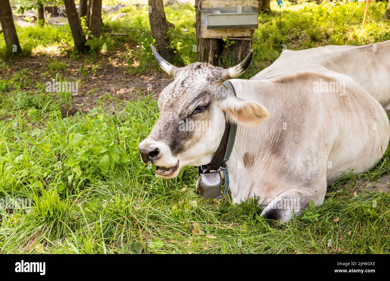 Graue Almkuh, die auf einer grünen Weidewiese ruht. Stockfoto