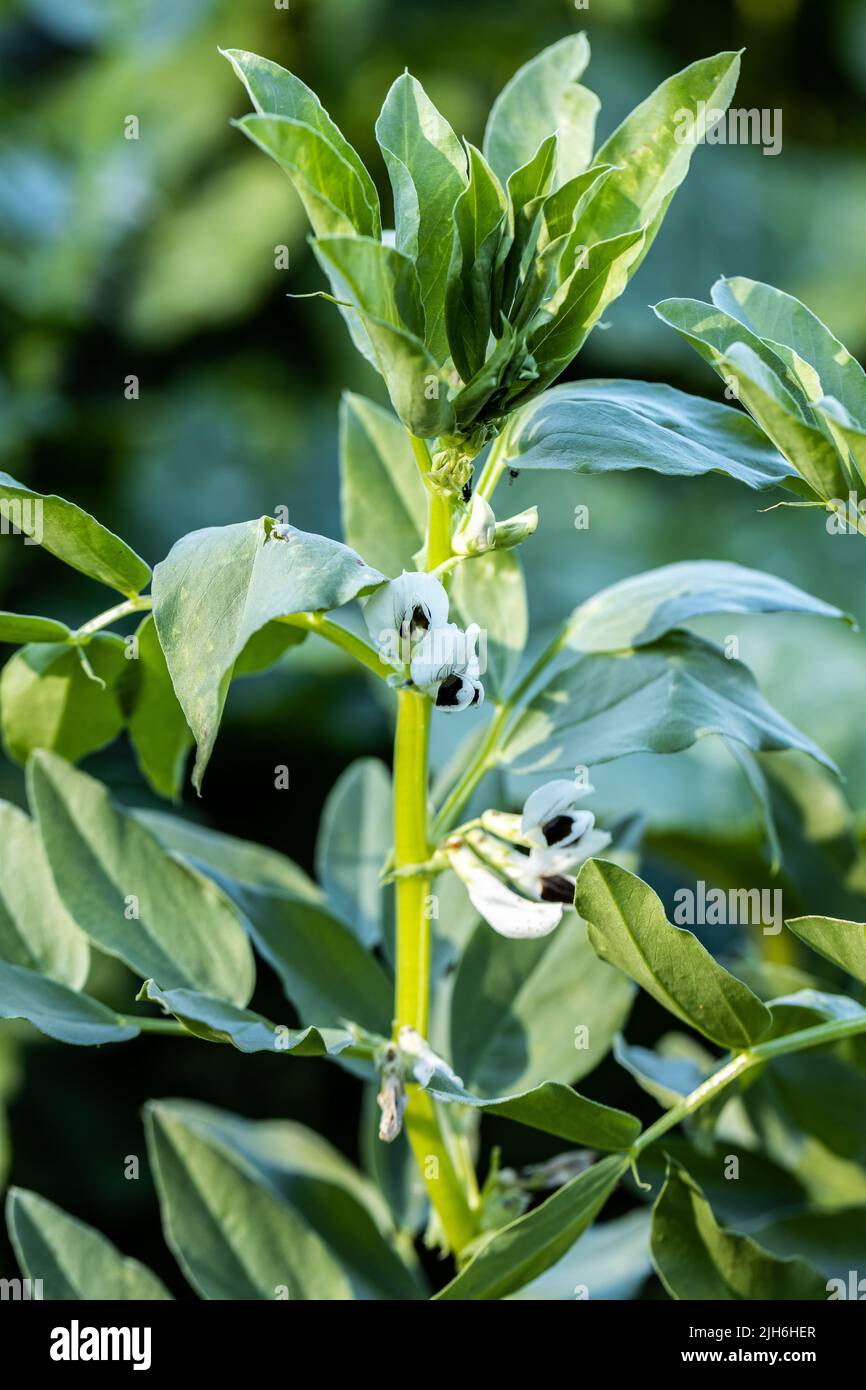 Weiße Blüten auf Gemüsebohnen. Gemüsebohnen sind Pflanzen aus der Familie der Hülsenfrüchte Stockfoto