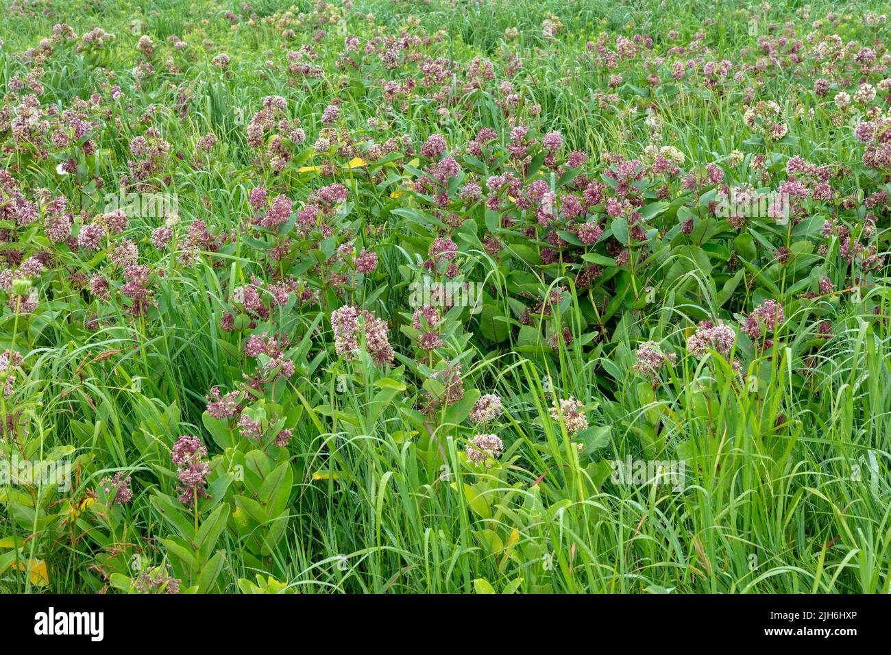 Wiese dominiert von Gemeinen Milchkraut (Asclepias syriaca), Mitte Sommer, Ost-USA, von James D. Coppinger/Dembinsky Photo Assoc Stockfoto