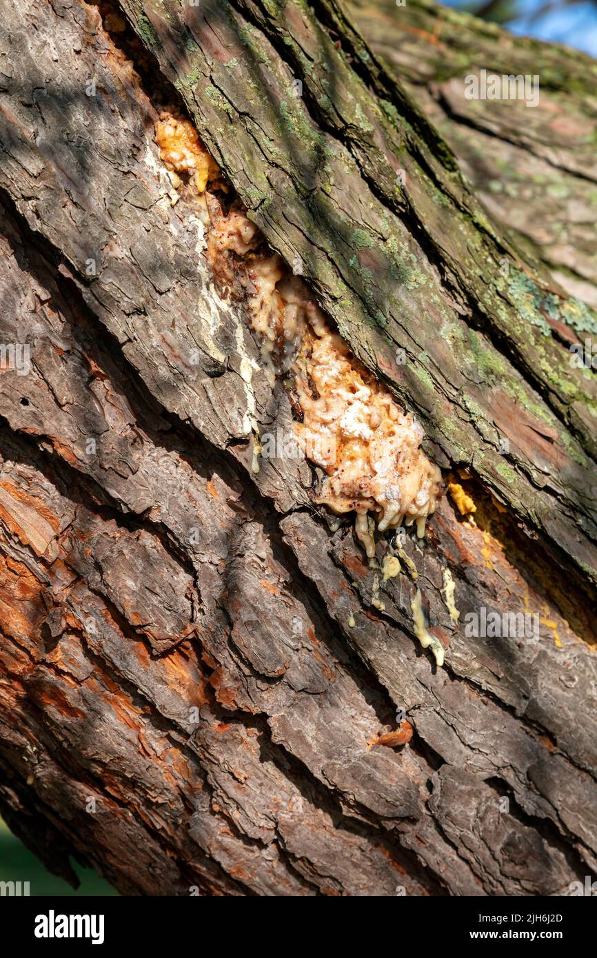 kiefernsaft aus Kiefernstamm (Pinus), E USA, von James D Coppinger/Dembinsky Photo Assoc Stockfoto