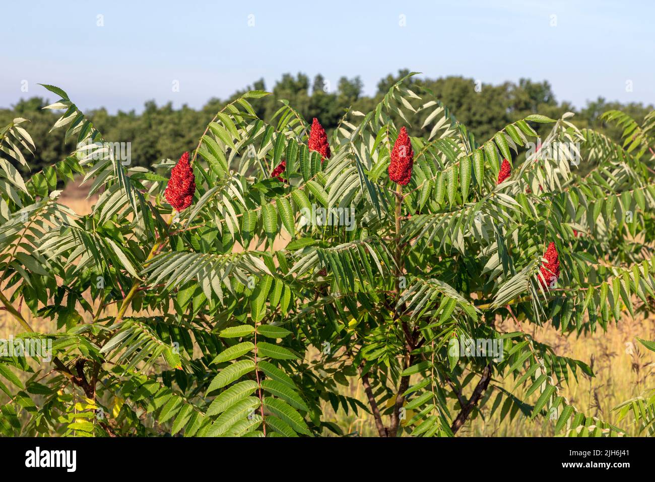 Staghorn Sumac (Rhus typhina), mit reifen Beeren, Frucht, E USA, von James D Coppinger/Dembinsky Photo Assoc Stockfoto