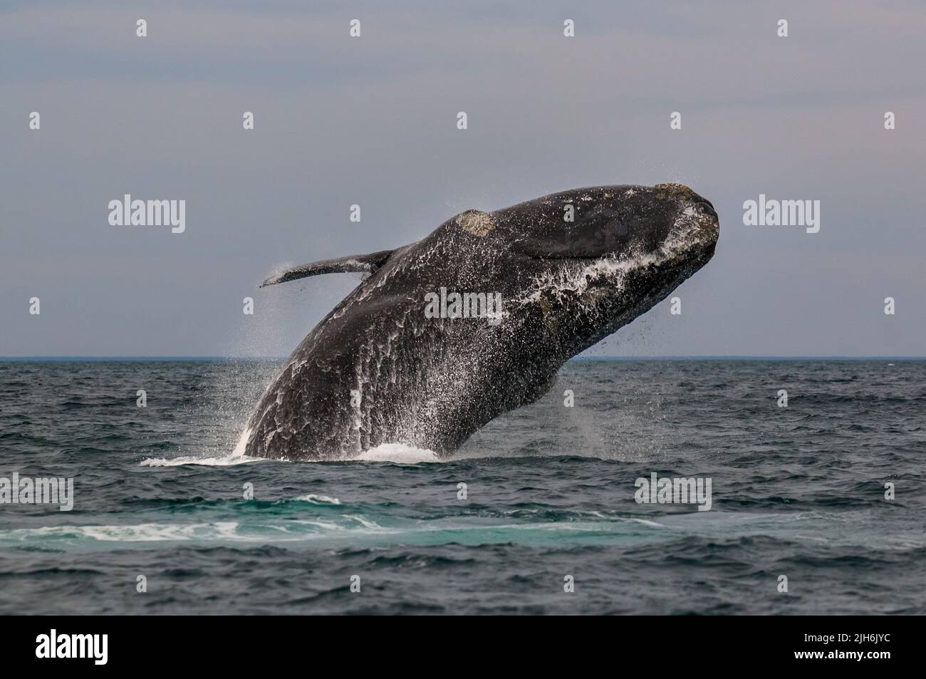 Südlicher rechter Walsprung, Halbinsel Valdes, UNESCO-Weltkulturerbe, Patagonien, Argentinien. Stockfoto