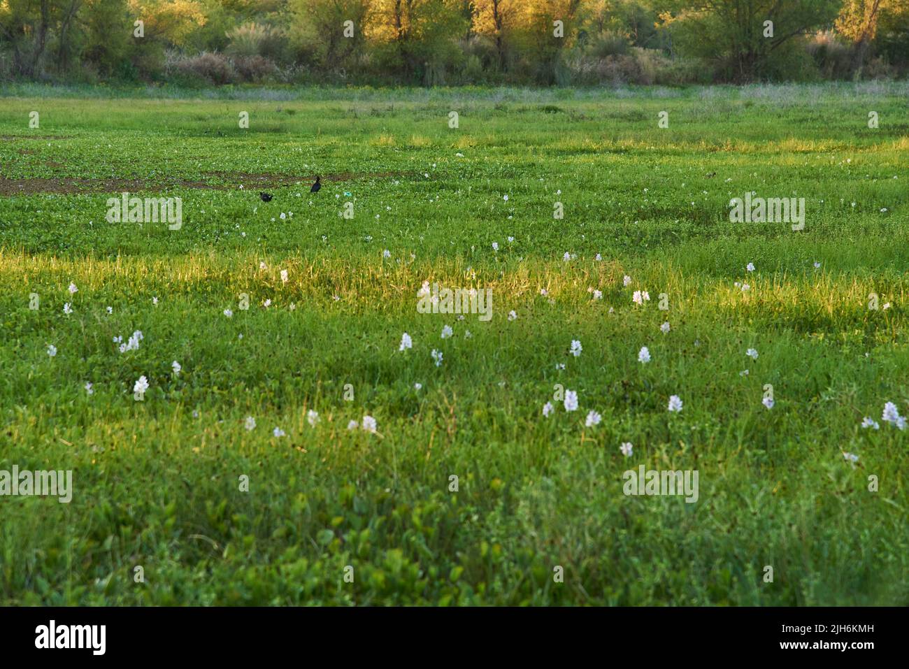 Lagune im Naturschutzgebiet mit mehreren Nutzungen, Fluss des Vogelparks (Parque Rio de los Pájaros) in Colon, Entre Rios, Argentinien. Stockfoto