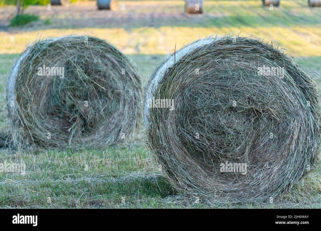 Heu nach dem Mähen und Trocknen. Gepresstes Heu in Ballen auf der Wiese. Stockfoto