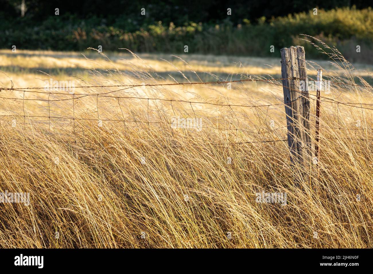Stacheldrahtzaun Entlang Golden Wheat Field Stockfoto