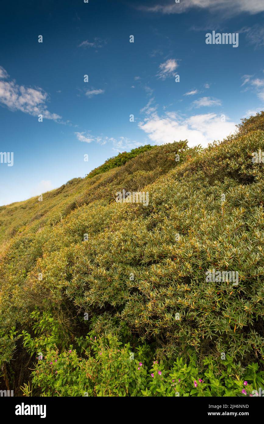 Grüner unbebauter Wald in ruhiger und friedlicher Landschaft. Im Sommer tagsüber grasbewachsene Hügel und Felder in einer natürlichen Umgebung. Grasland Stockfoto