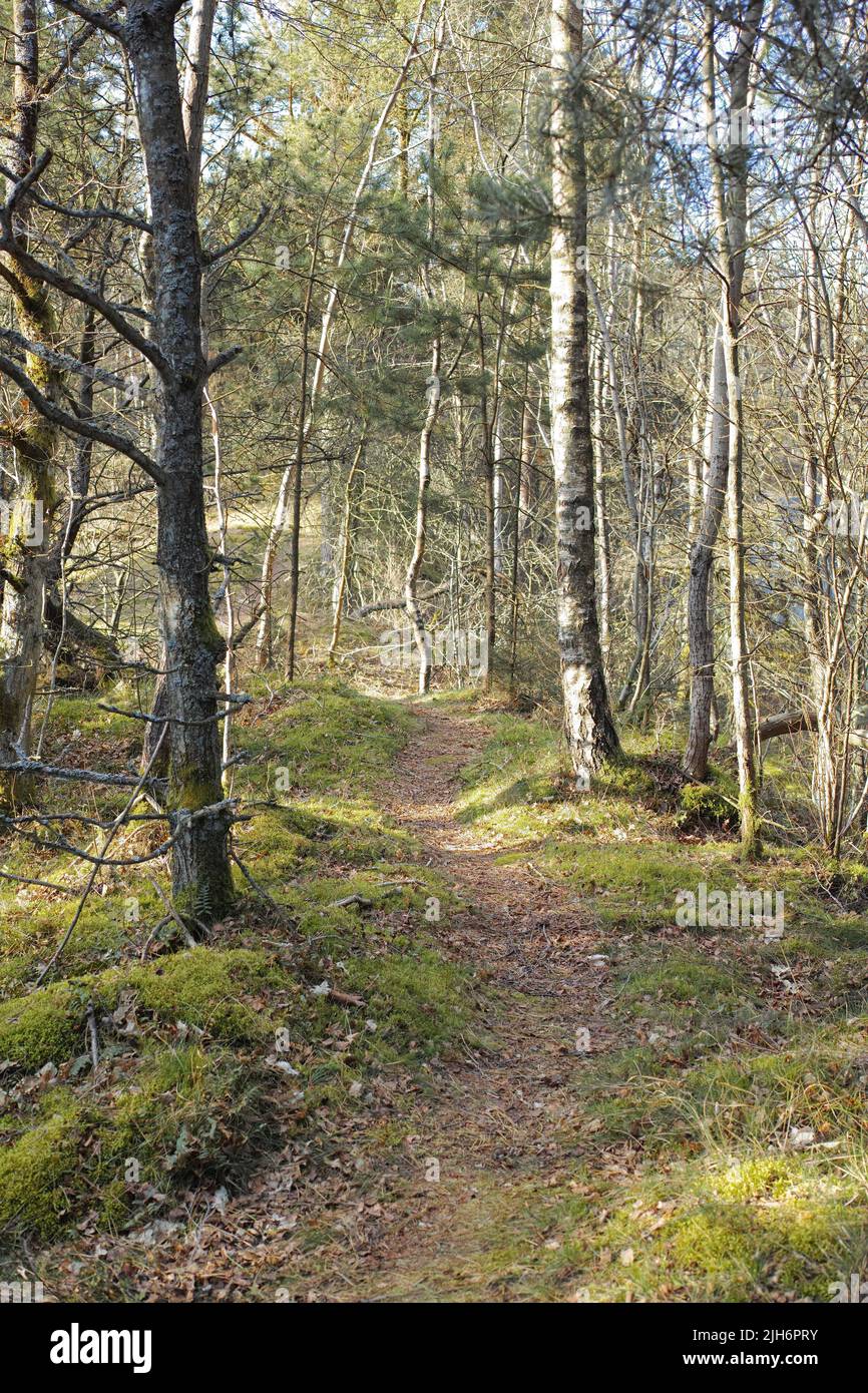 Unbebauter Baumwald mit Wanderpfad im Sommer. Einsame und abgeschiedene Wälder, die für Abenteuer und Spaziergänge zum Spaß in der Natur genutzt werden. Landschaft Stockfoto