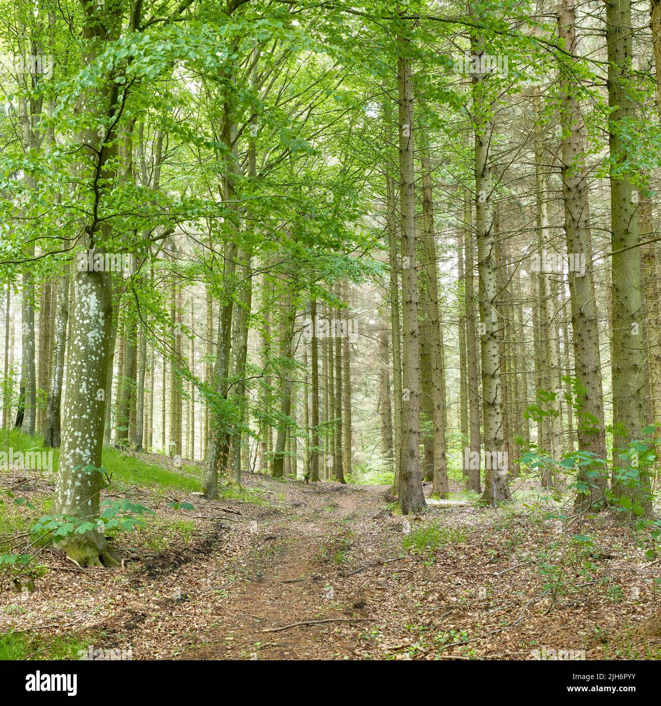 Wilde Birken wachsen in einem Wald mit grünen Pflanzen und Sträuchern. Malerische Landschaft aus hohen Holzstämmen mit üppigen Blättern in der Natur im Frühling Stockfoto