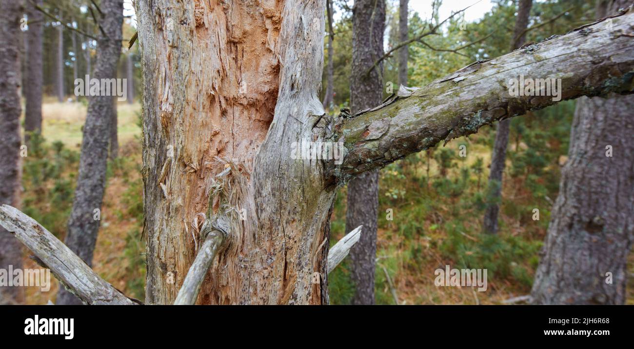 Splitter, Risse und Moos auf einem großen, gebrochenen Baumstamm in einem Park oder Wald im Freien. Holzstruktur von abgebrotener und scharfer gespaltener Rinde auf Ästen in einem Stockfoto