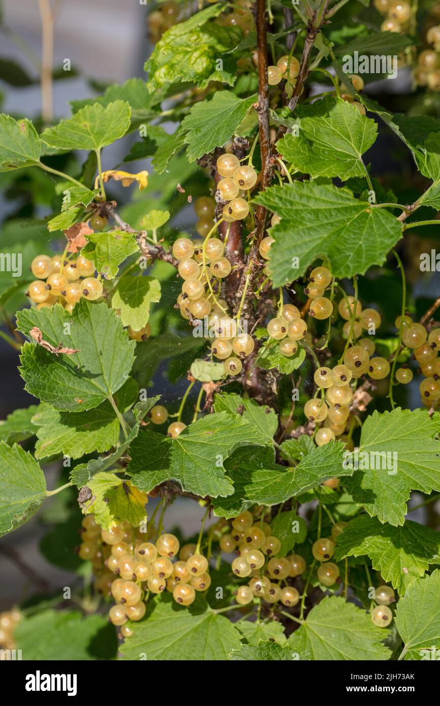 'Weiße Versailler' weisse Johannisbeere, Vit vinbär (Ribes rubrum) Stockfoto