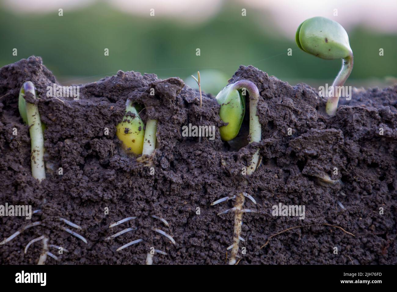 Gekeimt Sojabohnen Triebe in Boden mit Wurzeln. Unscharfer Hintergrund. Stockfoto