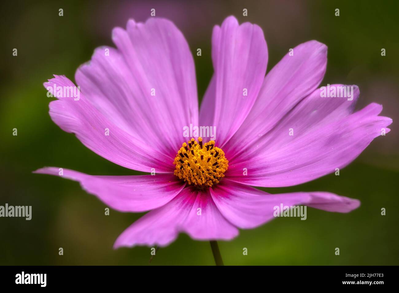 Nahaufnahme einer einzelnen Blume des rosa Kosmos vor diffusem grünen Hintergrund Stockfoto