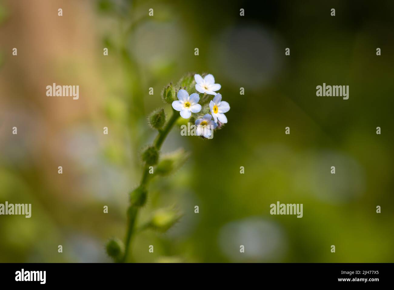 Vergissmeinnicht-Blume / Myosotis sp Stockfoto