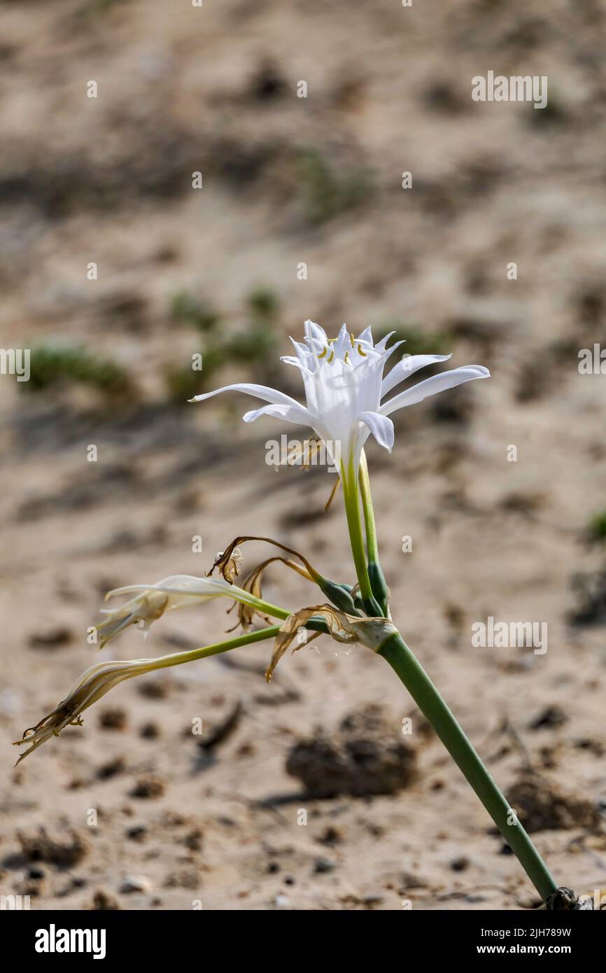 Blick auf die Sandlilie oder die Narzisse des Meeres. Pancratium maritimum, Wildpflanze blüht, weiße Blume, sandiger Strand Hintergrund. seerosilie. Stockfoto