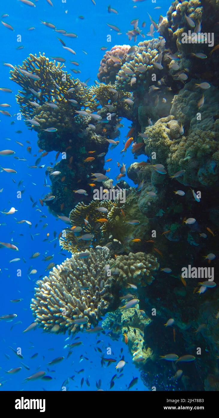 Farbenfrohe tropische Fische schwimmen auf dem Korallenriff auf blauem Wasserhintergrund. Unterwasserleben im Meer. Arabian Chromis (Chromis flavaxilla) und LyRetail A Stockfoto