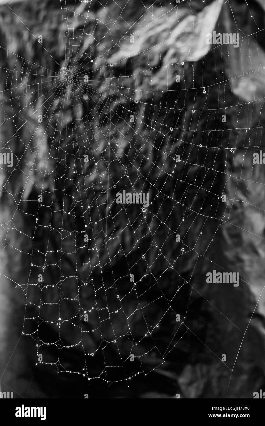 Ein großes Spinnennetz, bedeckt mit Morgentau vor unheimlichem Hintergrund, in Schwarz und Weiß Stockfoto