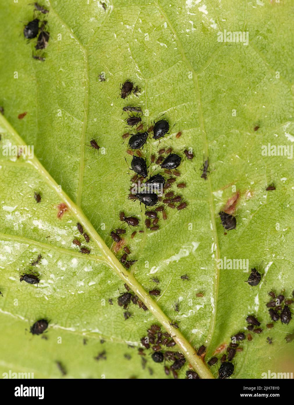 Blattluse auf Blttern. Kleine schwarze Insekten, die den saft von Pflanzen  saugen, Schdlinge von Obstbumen. Viele schdliche Blattluse auf grn  beschdigten Kirschblttern Stockfotografie - Alamy