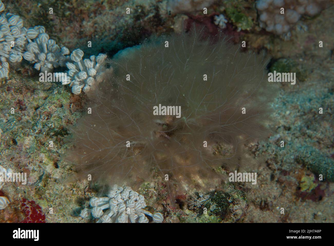 Hydrozoische Polypen-Kolonie, Sharm el Sheikh, Ägypten Stockfoto