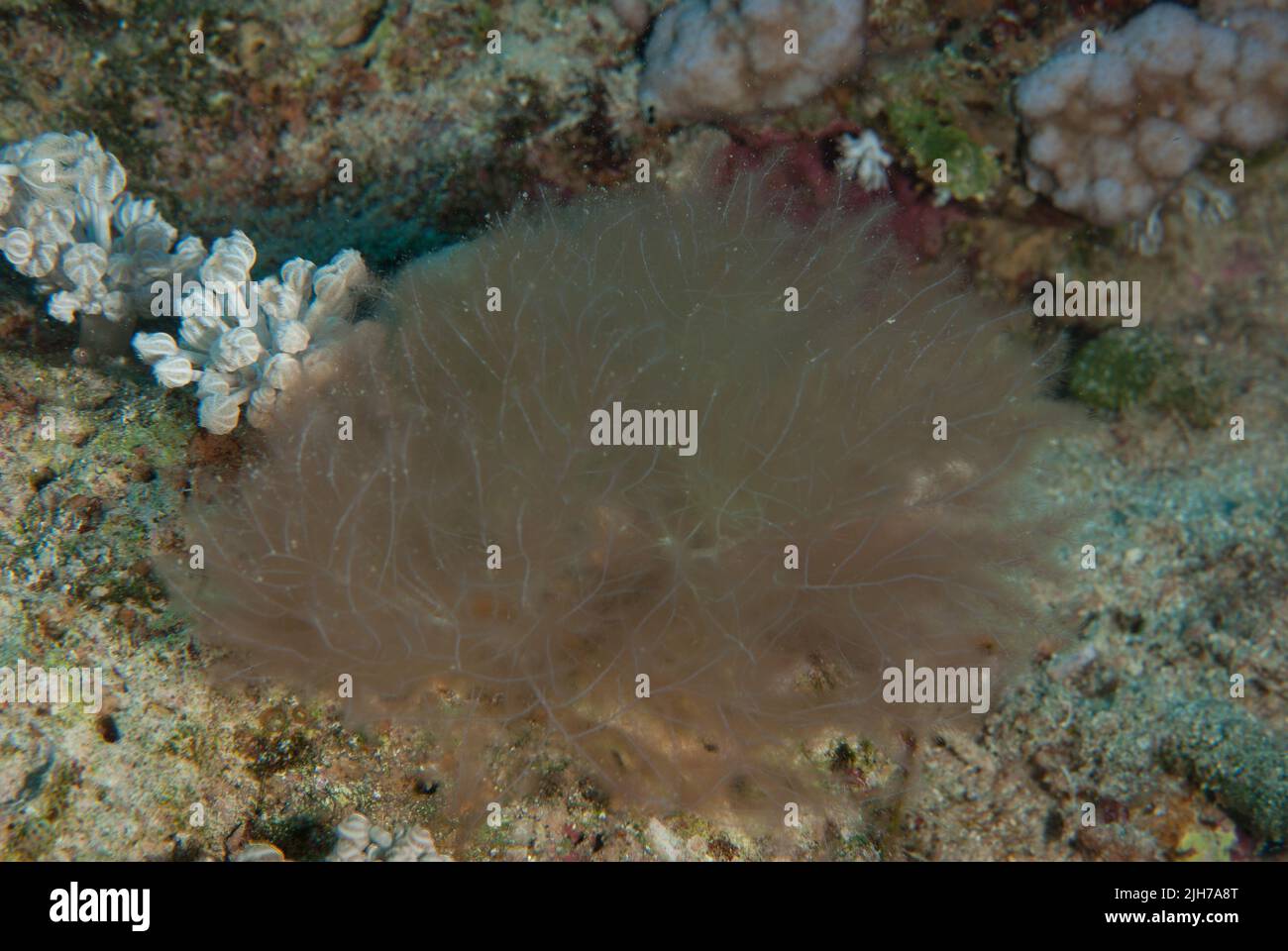 Hydrozoische Polypen-Kolonie, Sharm el Sheikh, Ägypten Stockfoto