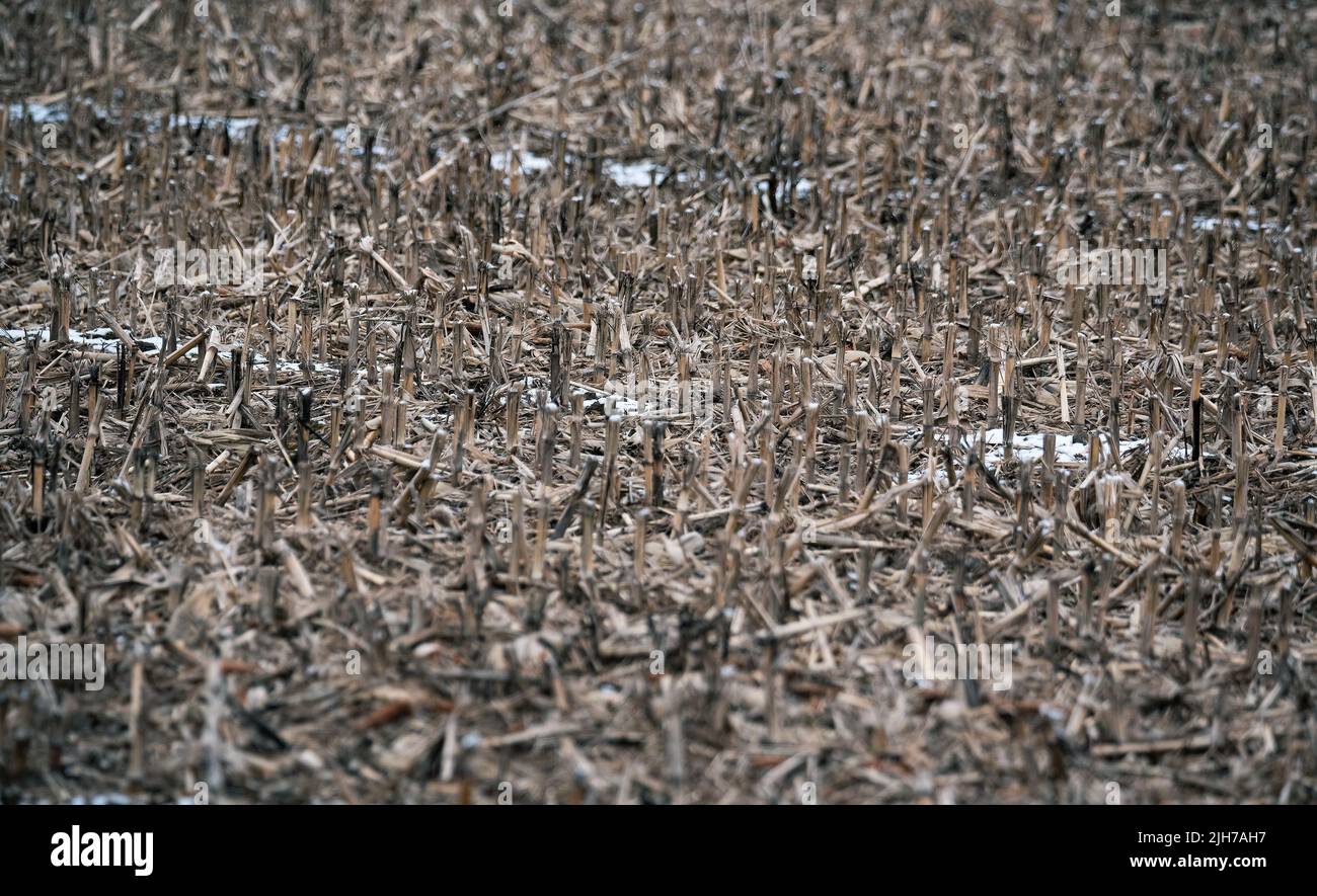 Feld nach der Maisernte. Teile der Stängel ragen aus dem Boden. Erntegut. Ein Feld im Winter. Die getrockneten Teile der Maispflanze ragen heraus Stockfoto