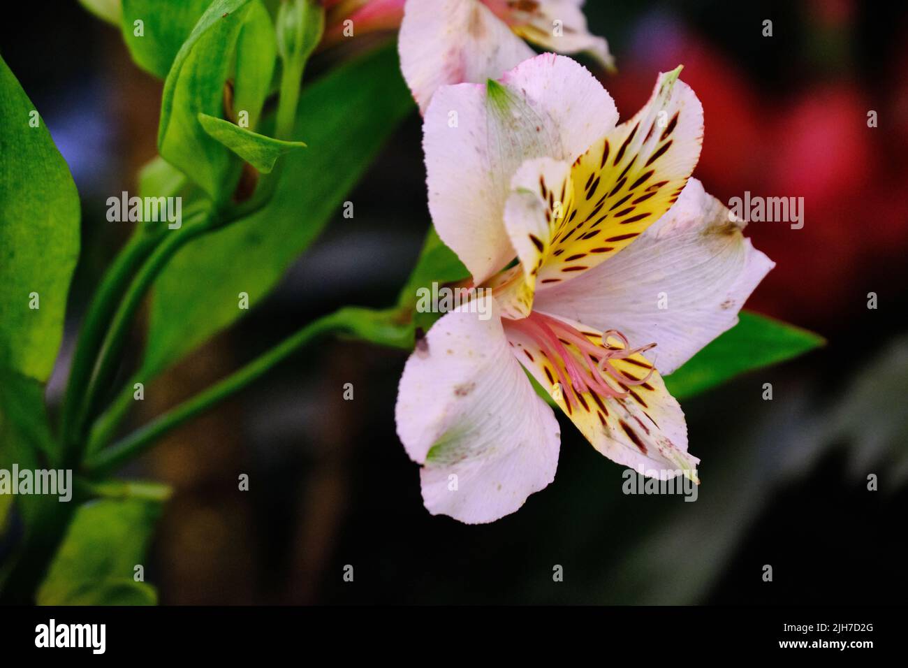 Schöne Blumen von Sikkim, Indien, blühende Pflanzen in Sikkim, Selektiver Fokus. Stockfoto Schöne Blumen von Sikkim, Indien, blühende Pflanzen in Sikkim, Selektiver Fokus. Stockfoto