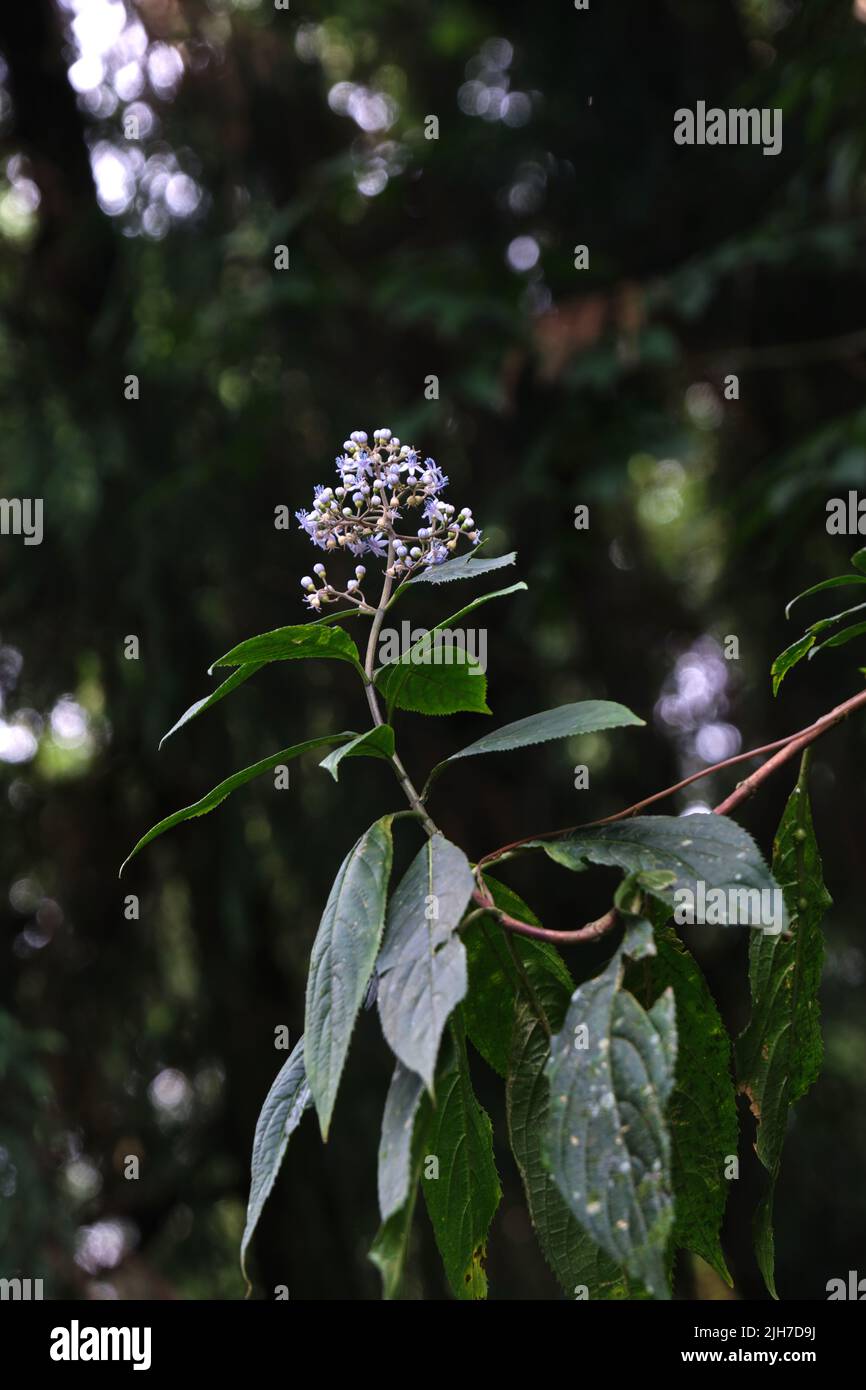 Schöne Blumen von Sikkim, Indien, blühende Pflanzen in Sikkim, Selektiver Fokus. Stockfoto Schöne Blumen von Sikkim, Indien, blühende Pflanzen in Sikkim, Selektiver Fokus. Stockfoto