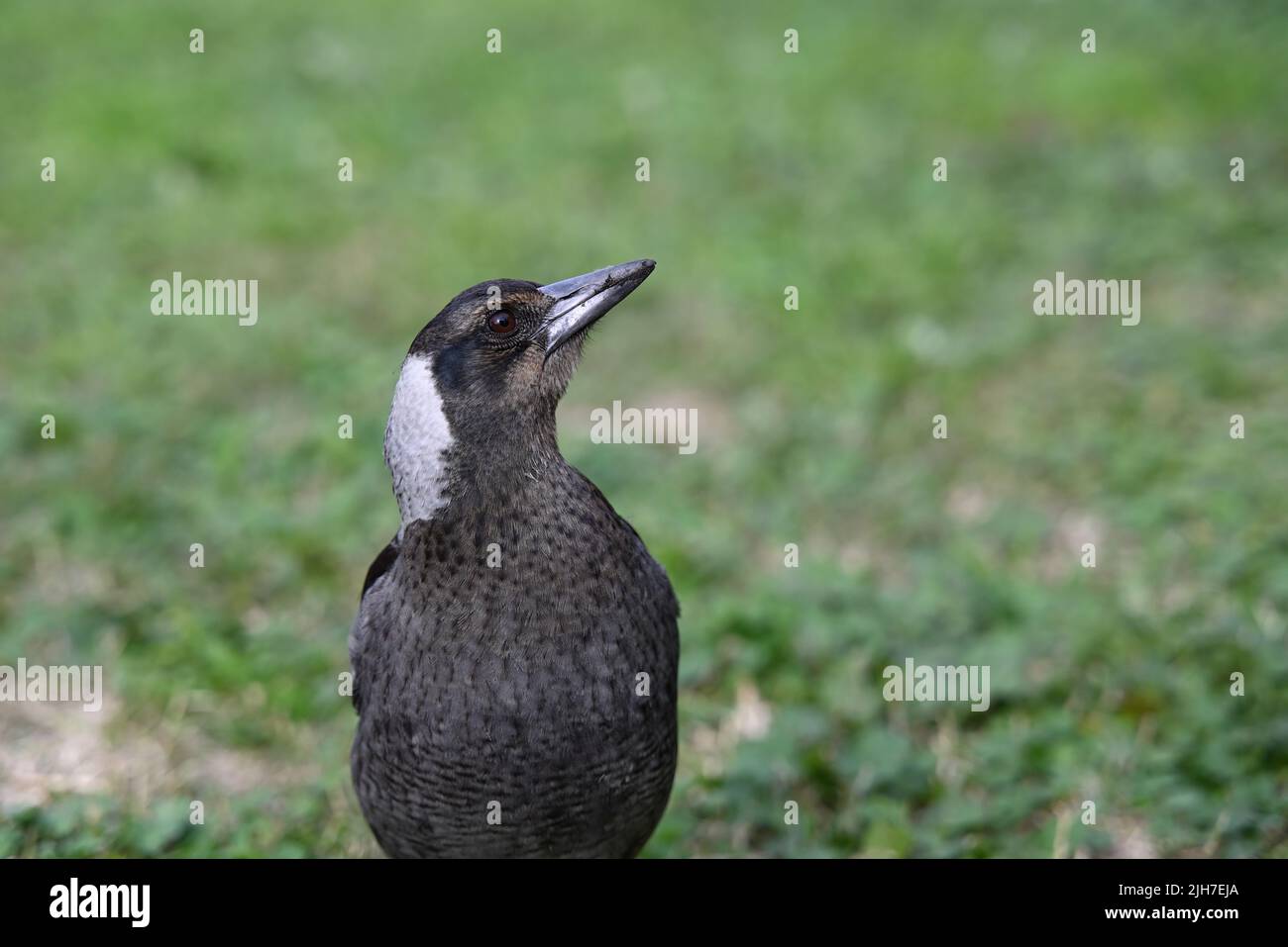 Nahaufnahme einer jungen australischen Elster mit dem Kopf nach links gedreht und nach oben geneigt, der Schnabel des Vogels leicht schmutzig Stockfoto