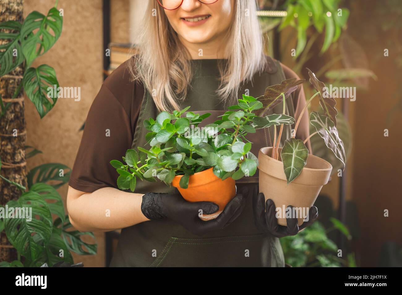 Beschnittenes Porträt einer Gärtnerin im mittleren Alter mit Schürze und Brille, die Zimmerpflanzen hält. Pflanzen lieben und sich um sie kümmern Stockfoto