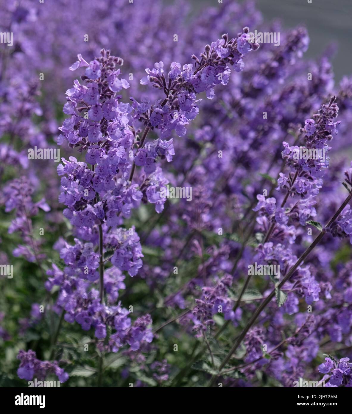 Nahaufnahme von Salbei (Salvia nemorosa) mit violetten Blüten. Blaue Salvia (Salvia farinacea) blühende Zierpflanzen im Garten. Stockfoto