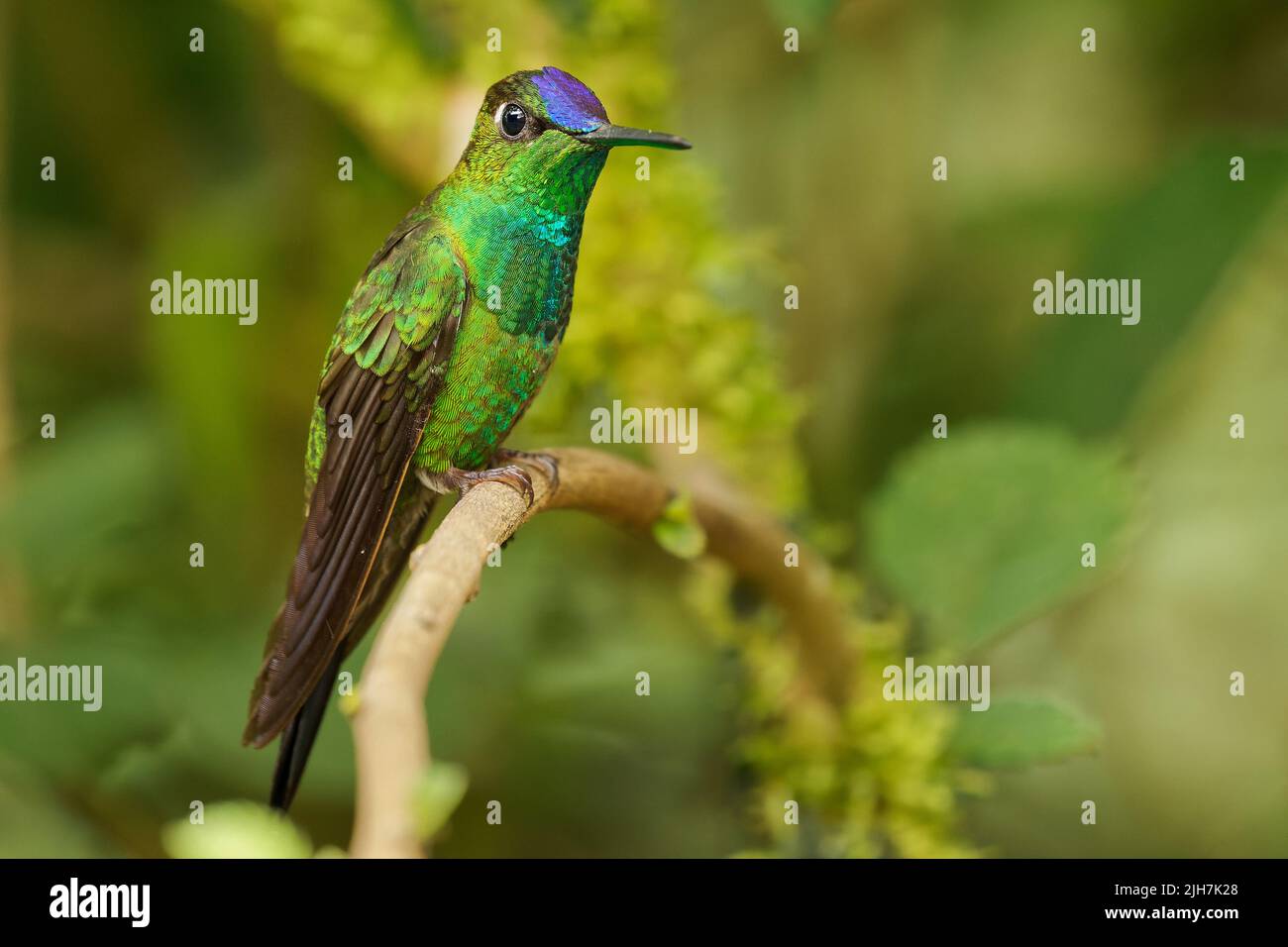 Violet-fronted Brilliant - Heliodoxa leadbeateri Kolibri in Brillanten, Stamm Helianthini in Lesbiinae, fand Bolivien, Kolumbien, Ecuador, Peru und Stockfoto