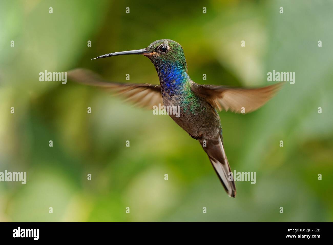 Grün-rückiger oder weißschwänziger Hillstar - Urochroa leucura, früher im weißschwänzigen Hillstar, Kolibri in Brillanten, Stamm Helianthini in Lesb Stockfoto