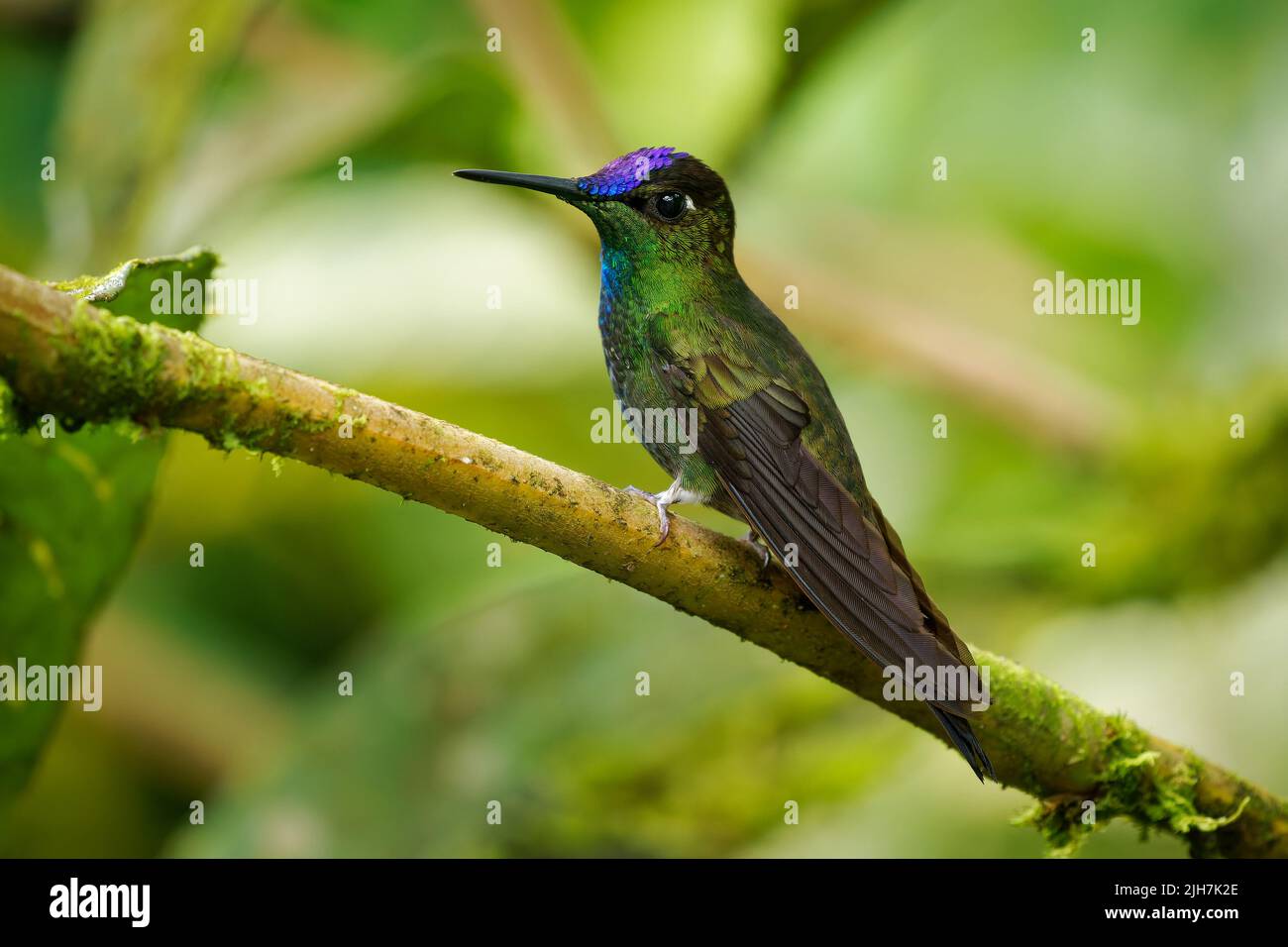 Violet-fronted Brilliant - Heliodoxa leadbeateri Kolibri in Brillanten, Stamm Helianthini in Lesbiinae, fand Bolivien, Kolumbien, Ecuador, Peru und Stockfoto
