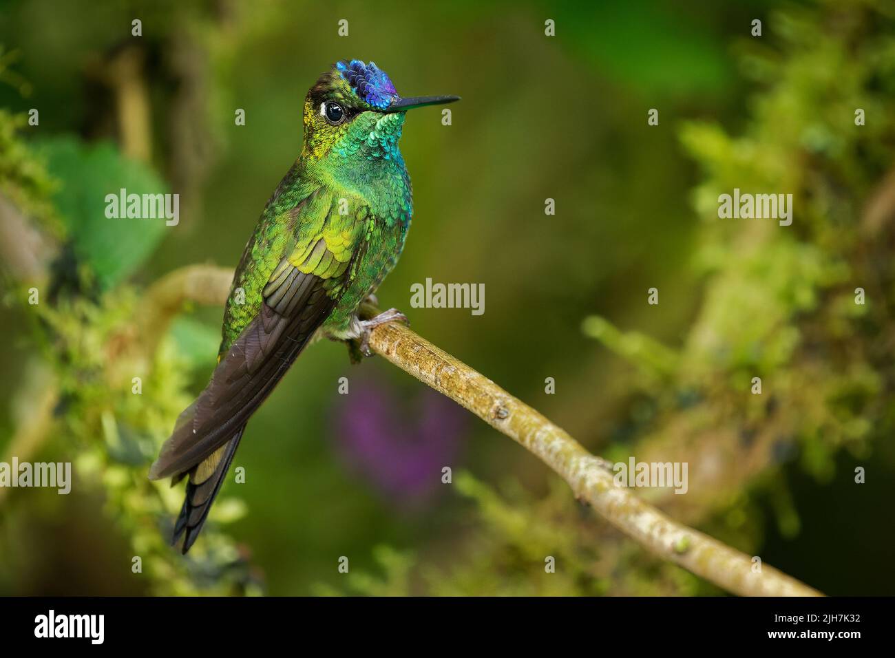 Violet-fronted Brilliant - Heliodoxa leadbeateri Kolibri in Brillanten, Stamm Helianthini in Lesbiinae, fand Bolivien, Kolumbien, Ecuador, Peru und Stockfoto