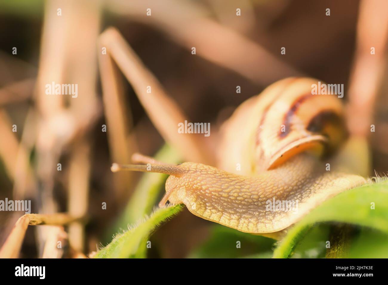 Eine kleine Weinschnecke auf einem Grashalm, aus der Nähe. Stockfoto