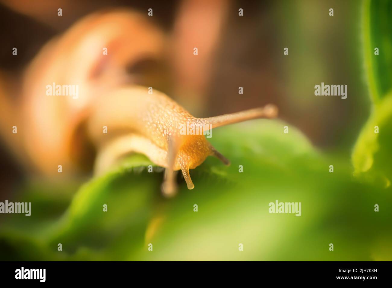 Eine kleine Weinschnecke auf einem Grashalm, aus der Nähe. Stockfoto