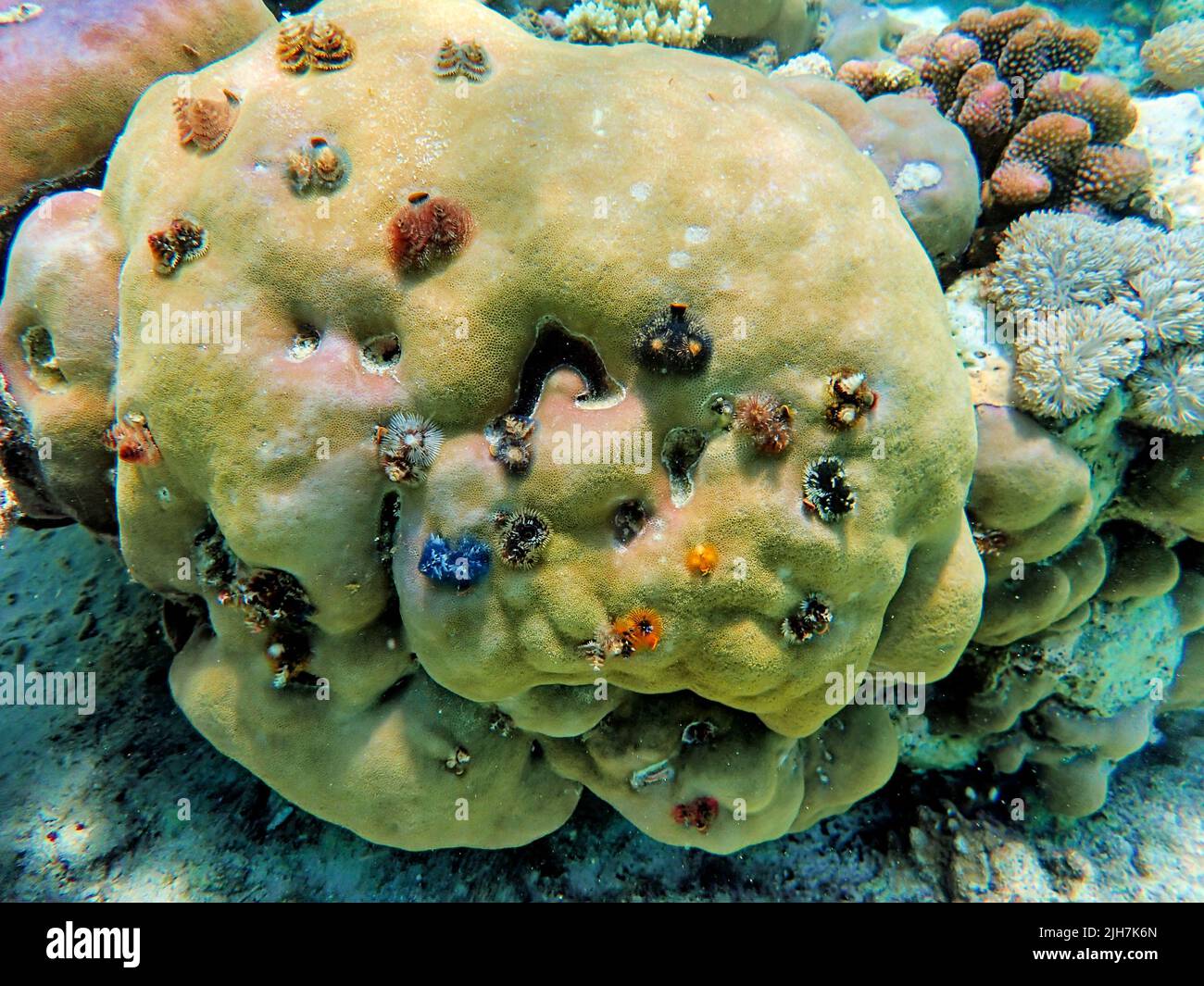 Indonesia Alor Island - Weihnachtsbaumwurm - Spirobranchus giganteus Stockfoto