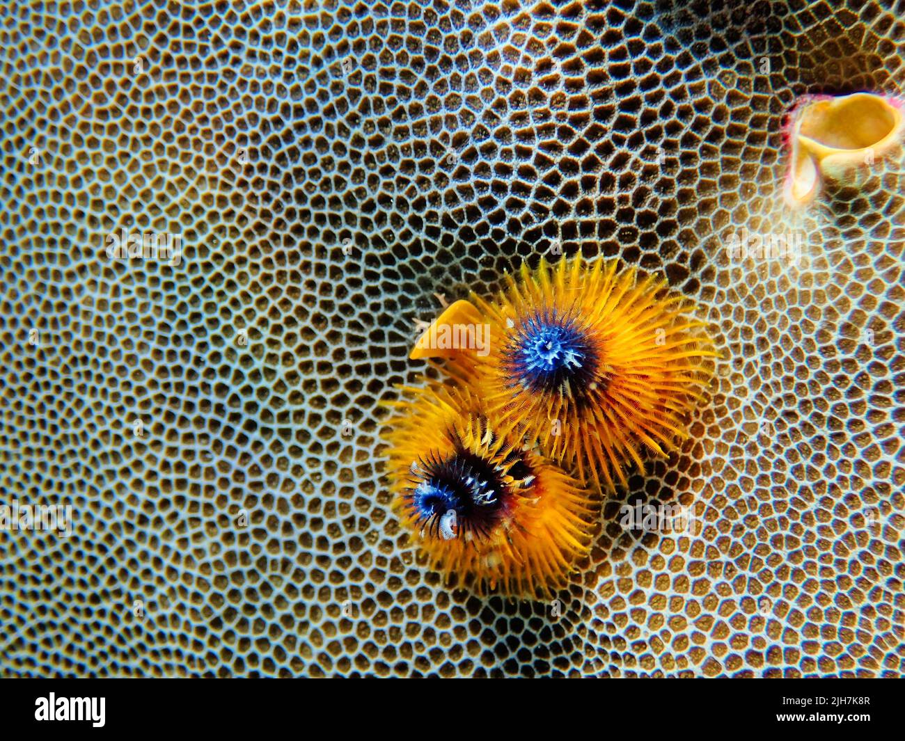 Indonesia Alor Island - Weihnachtsbaumwurm - Spirobranchus giganteus Stockfoto