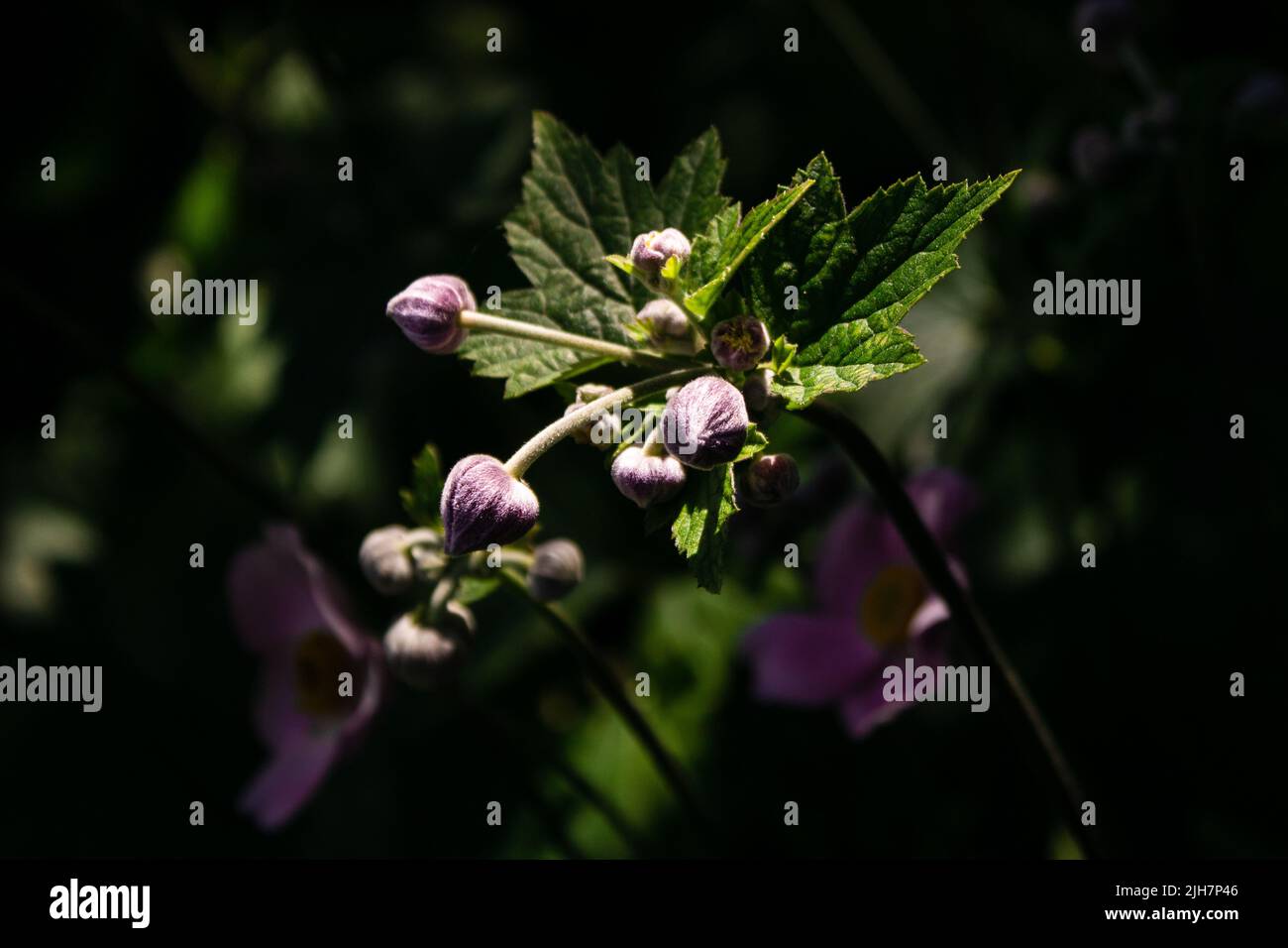 Kontrastreicher Bildausschnitt von lila Wildblumenknospen Stockfoto