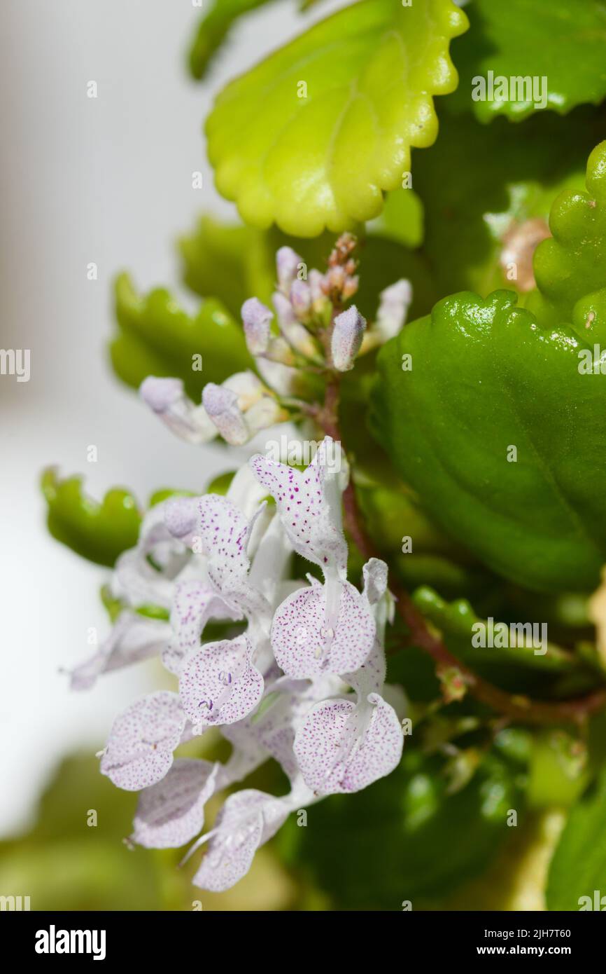 Detail der Blüten der Geldpflanze (Plectranthus verticillatus) neben ihren immergrünen, immergrünen Blättern Stockfoto