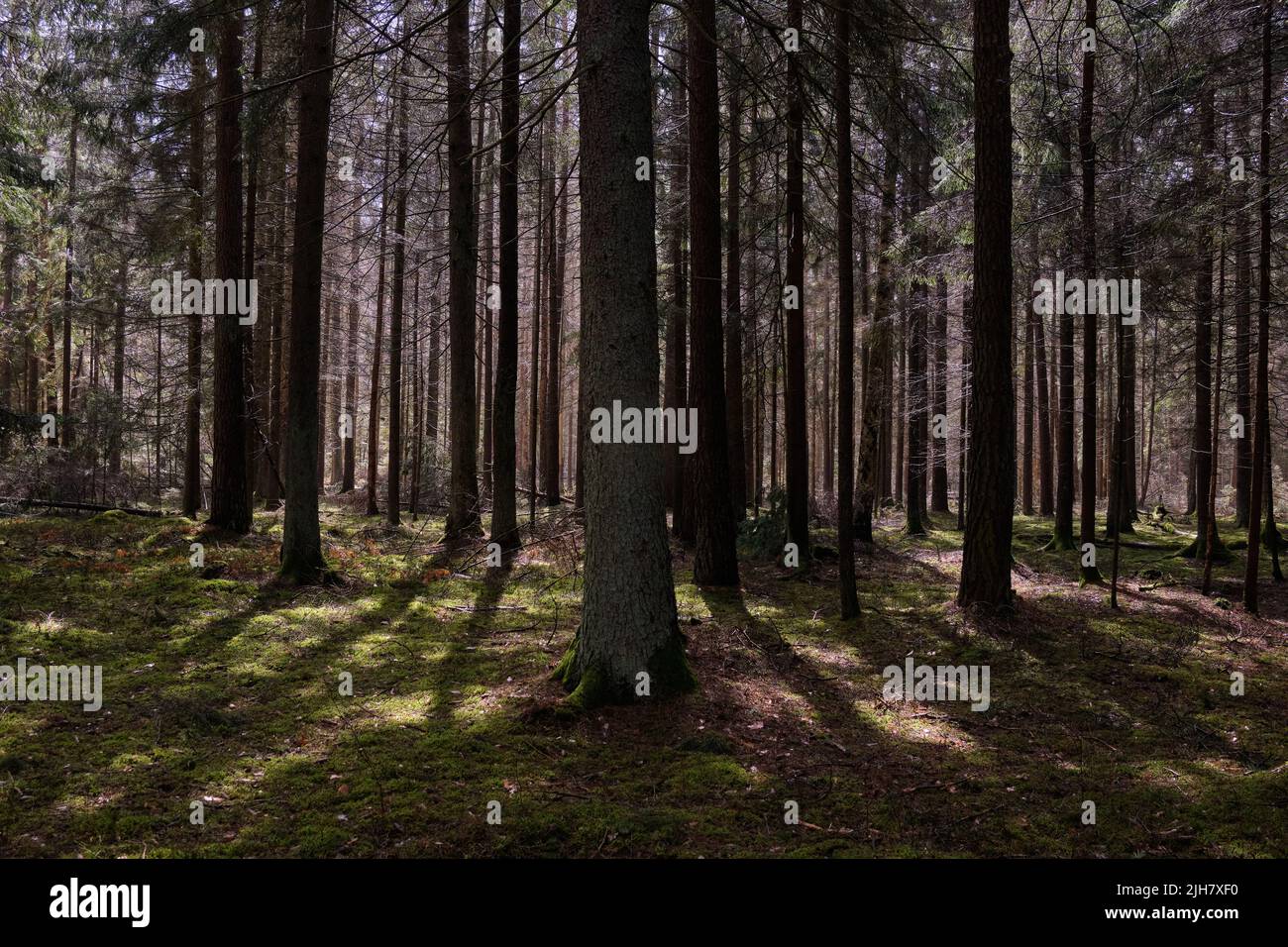 Nadelwald im Frühling mit Kiefern und Fichten, Bialowieza-Wald, Polen, Europa Stockfoto