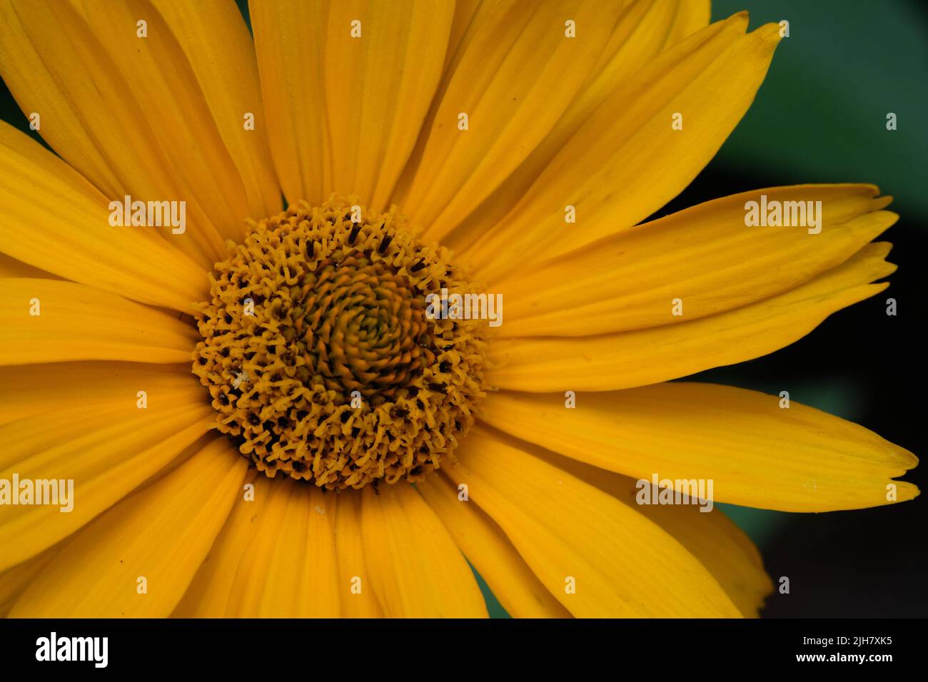 Rough Oxeye(Heliopsis helianthoides)-Stamm aus der Nähe, Woiwodschaft Podlachie, Polen, Europa Stockfoto