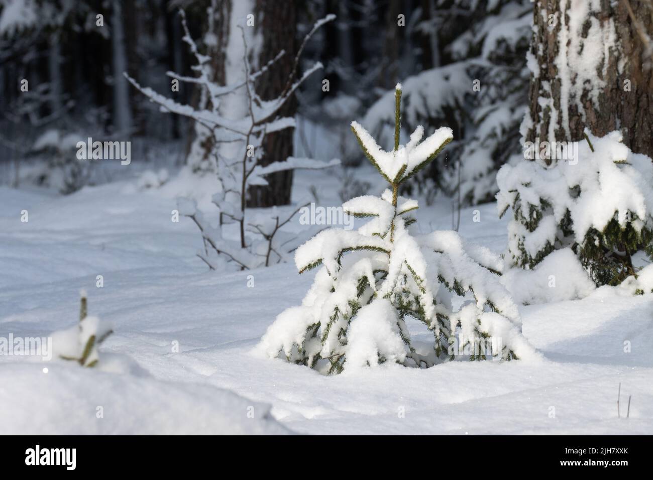 Eine kleine europäische Fichte, Picea abies bedeckt mit Schnee im estnischen borealen Wald Stockfoto