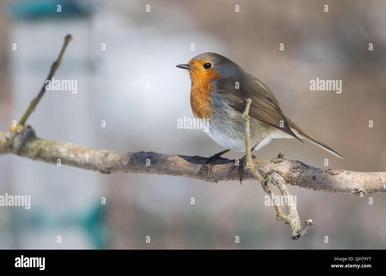 Europäischer Rotkehlchen (Erithacus rubecula) am Ast mit Blick auf die Kamera, Woiwodschaft Podlachie, Polen, Europa Stockfoto