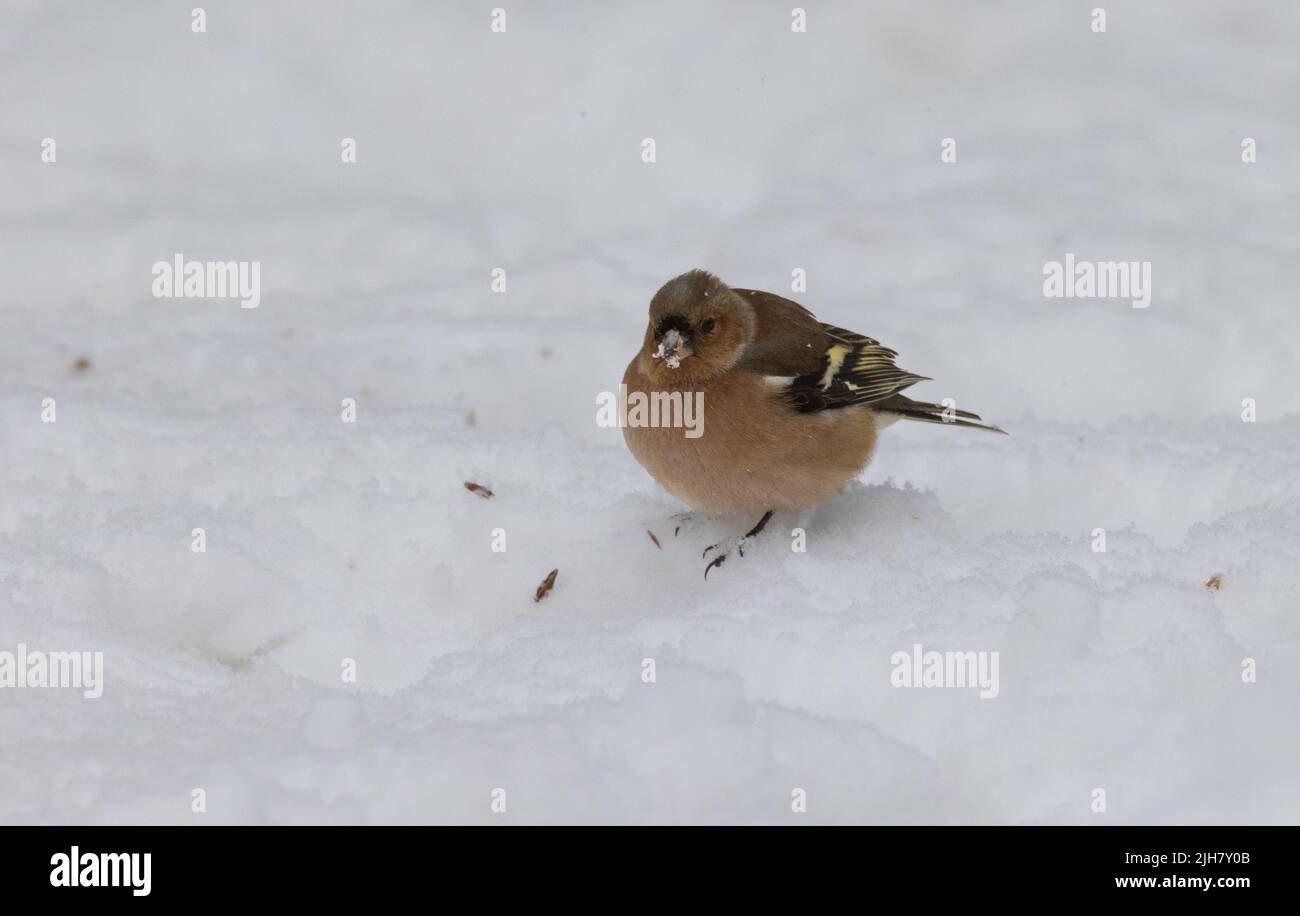 Gemeiner Chaffinch (Fringilla coelebs) im Schnee, Woiwodschaft Podlachien, Polen, Europa Stockfoto