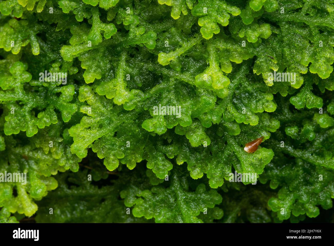 Nahaufnahme einer grünlichen Trichocolea tomentella, die in einem borealen Altwachstum in Estland, Nordeuropa wächst Stockfoto